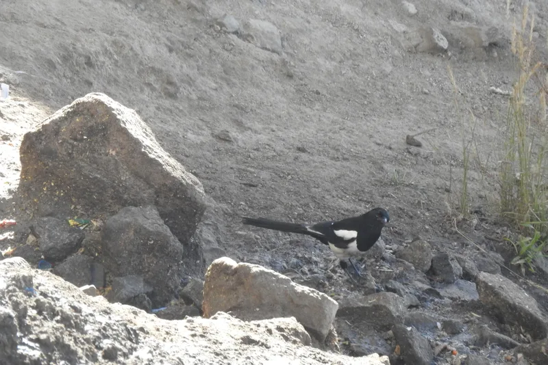 Eurasian Magpie