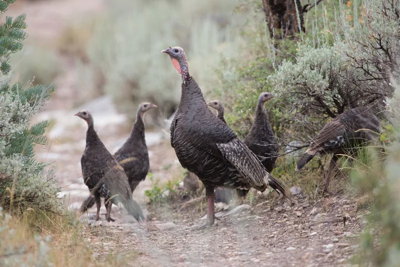 Wild Turkey
