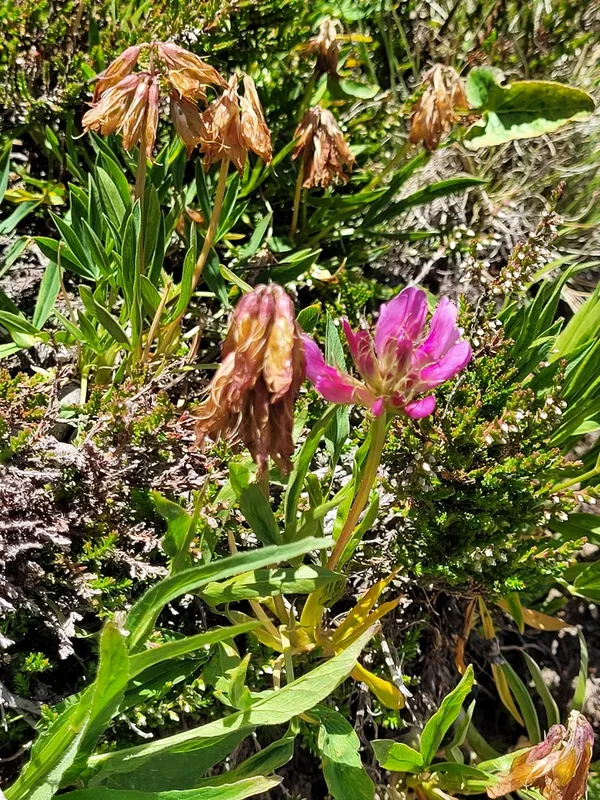 Alpine Clover