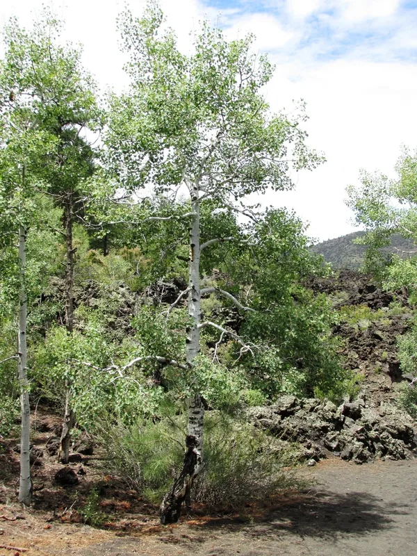 quaking aspen