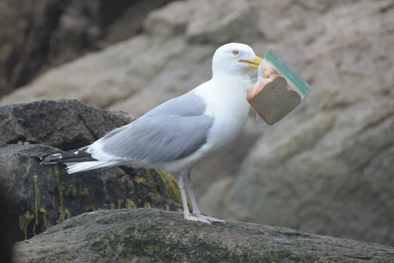 American Herring Gull