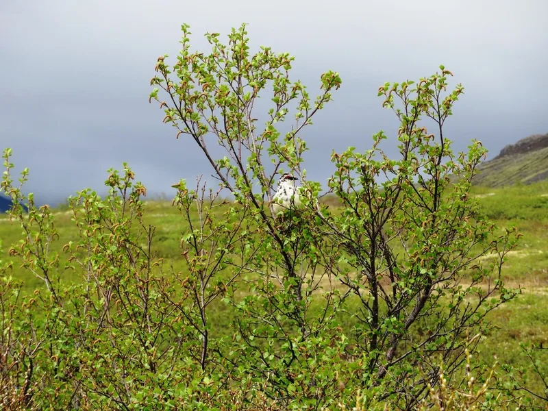 Rock Ptarmigan