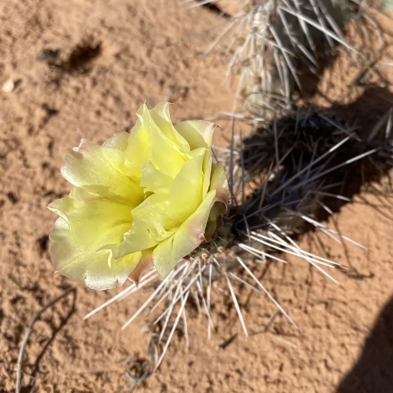 Plains Pricklypear