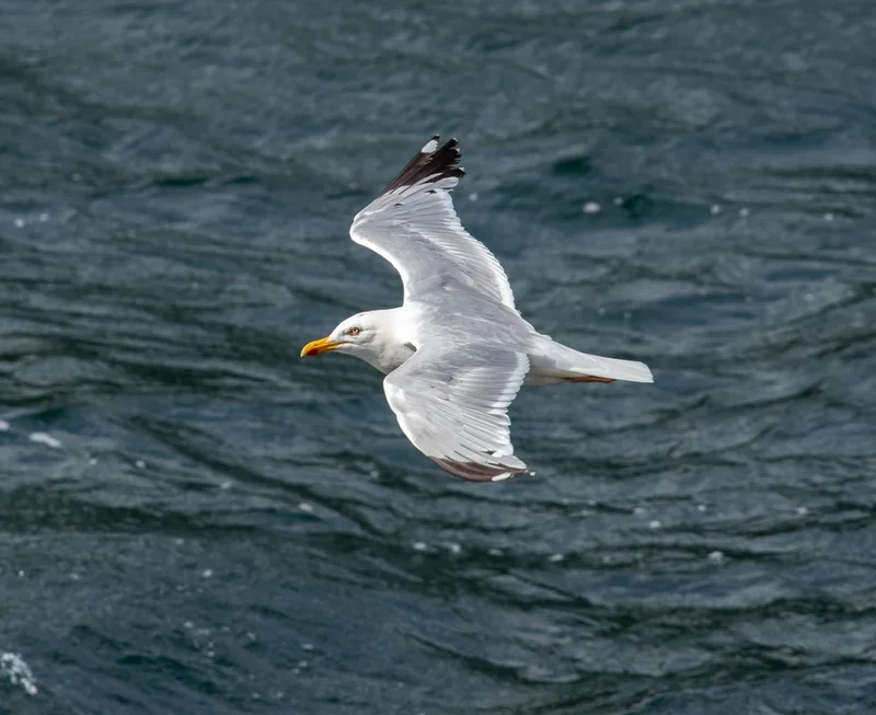 European Herring Gull
