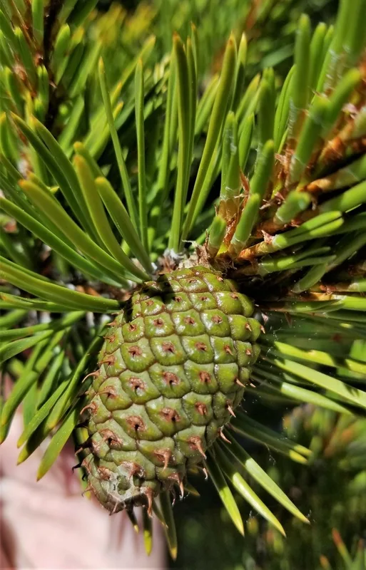 lodgepole pine