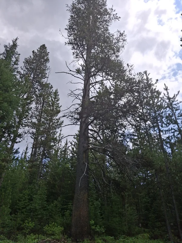 lodgepole pine