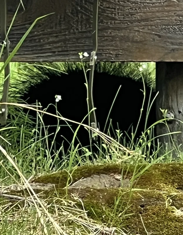 North American Porcupine