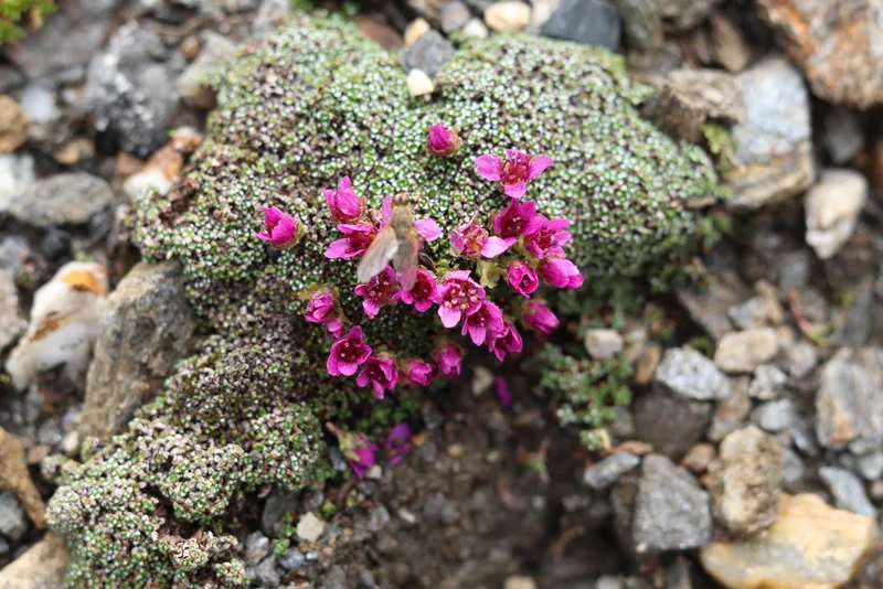 Purple Saxifrage