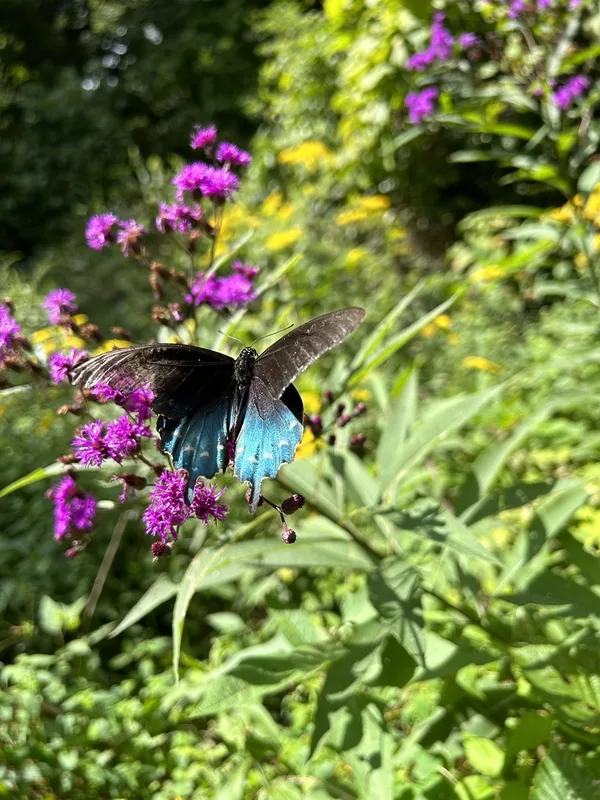 Pipevine Swallowtail