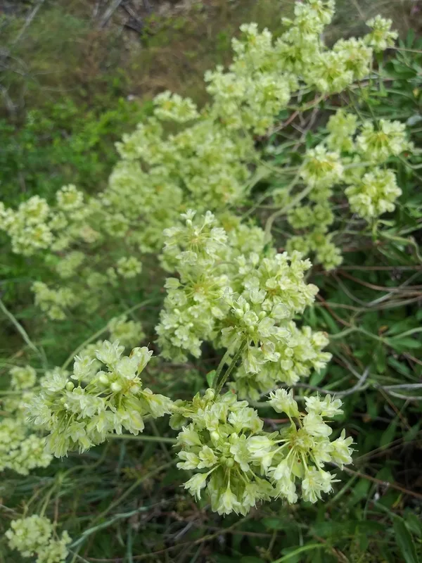 parsnipflower buckwheat