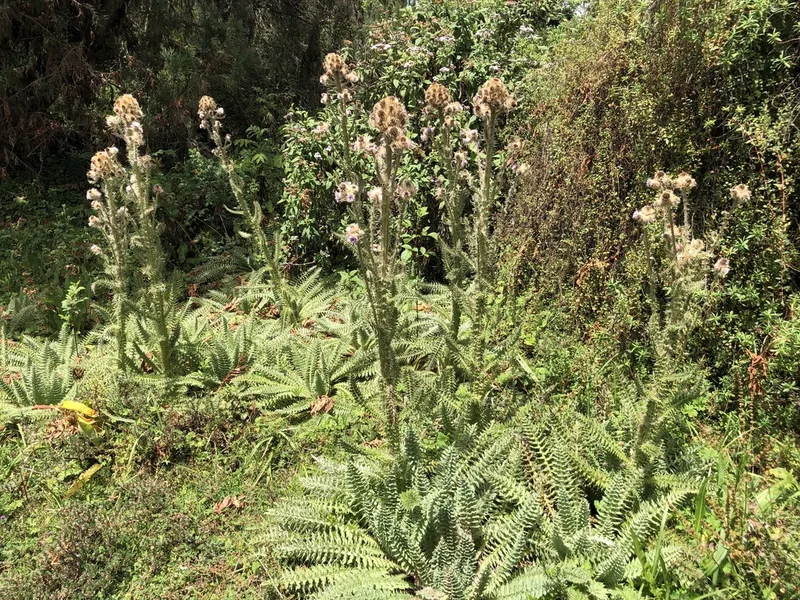 Afroalpine Thistle
