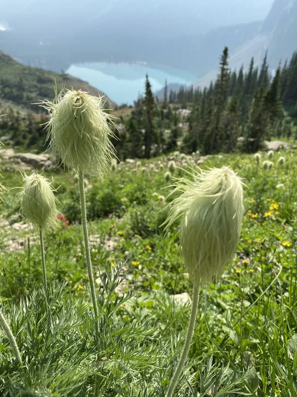 white pasqueflower