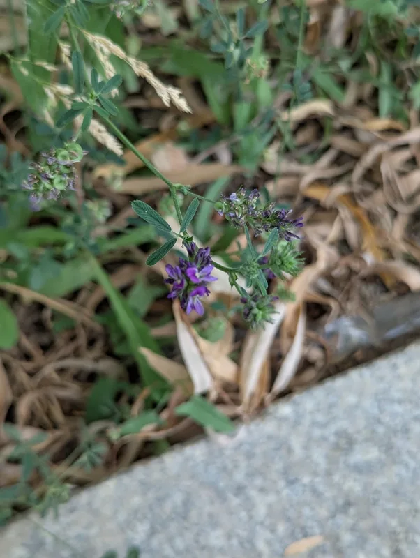 Alfalfa