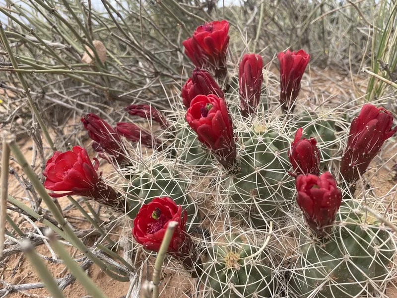 Kingcup Cactus
