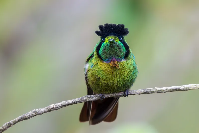 Hooded Visorbearer