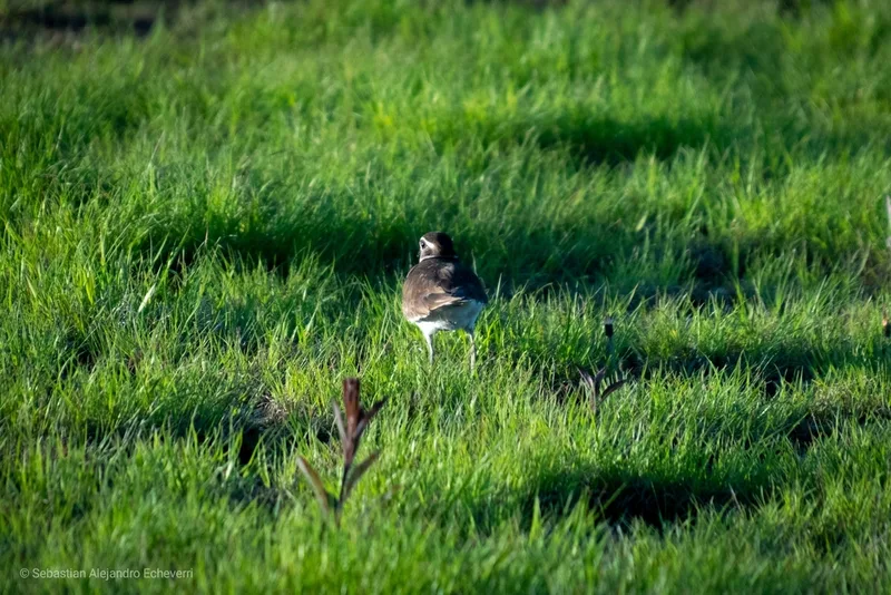 Killdeer