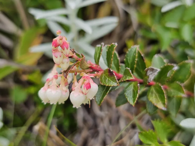 Gaultheria borneensis