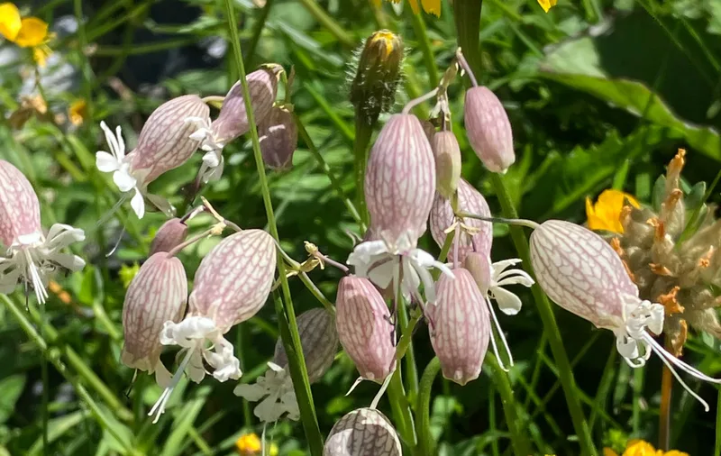 bladder campion