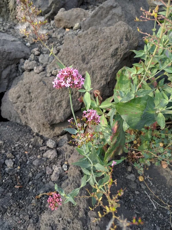 Red Valerian