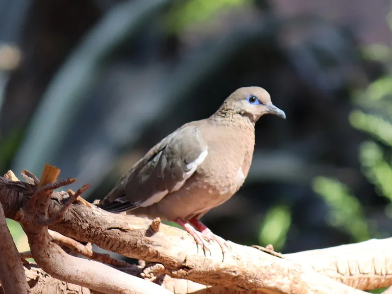 West Peruvian Dove