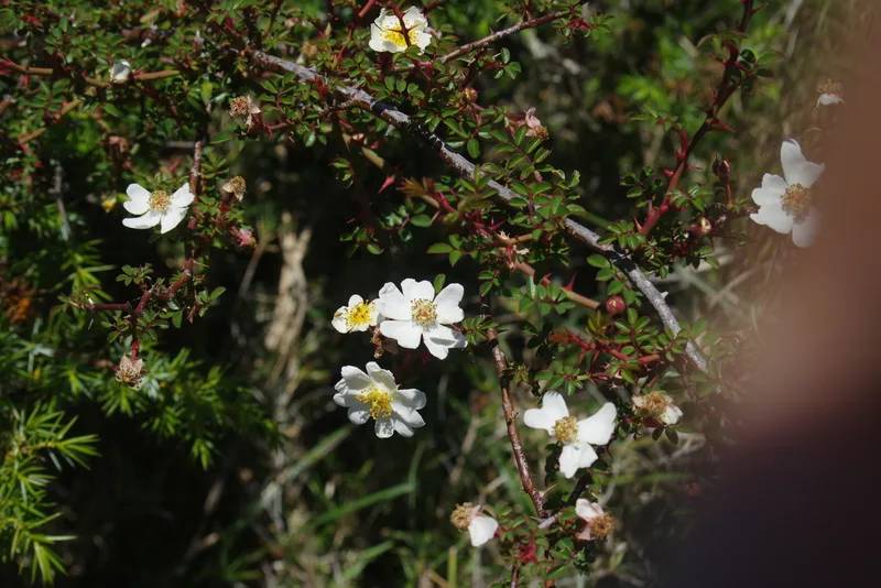 Glandular Rose