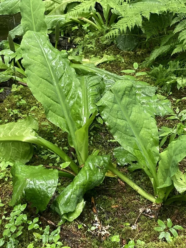 western skunk cabbage