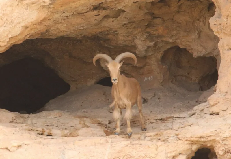 Aoudad