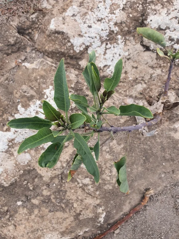 tree tobacco