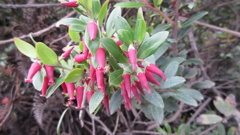 Javan blueberry