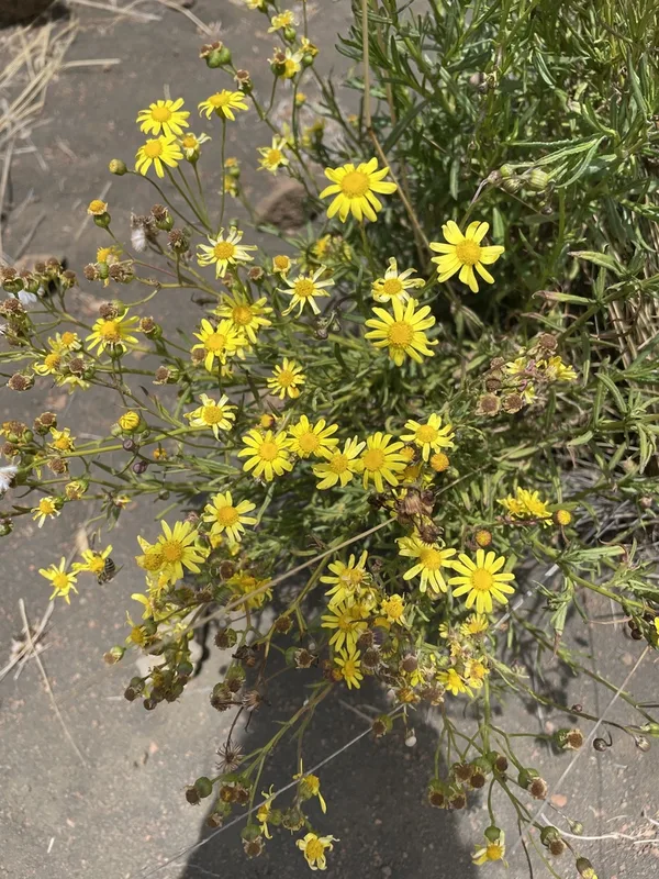 Madagascar Ragwort