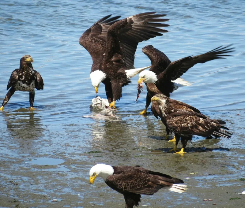 Bald Eagle