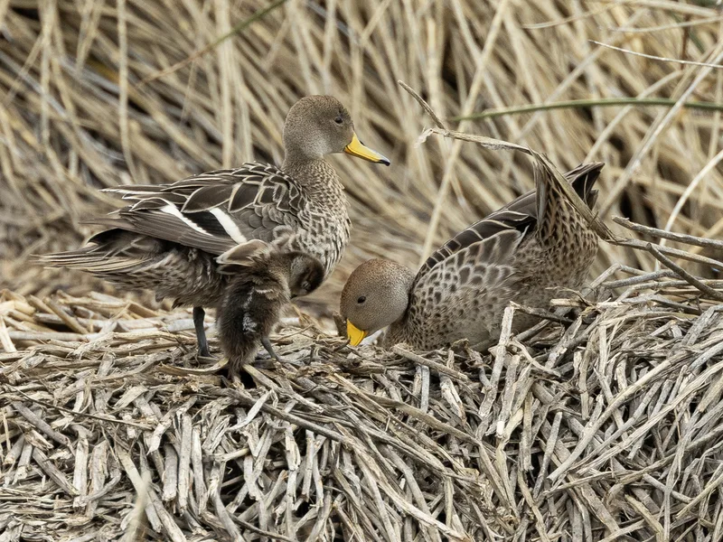 Yellow-billed Pintail