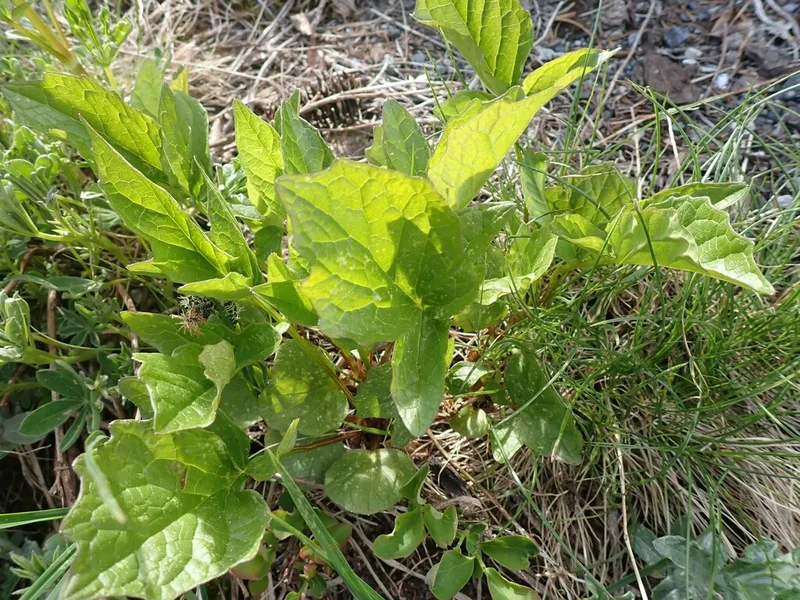 Sitka valerian