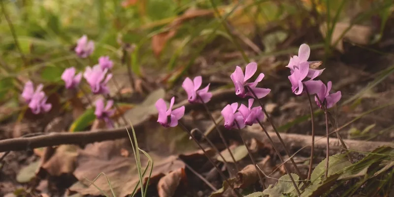 European Cyclamen
