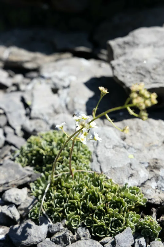 Livelong Saxifrage