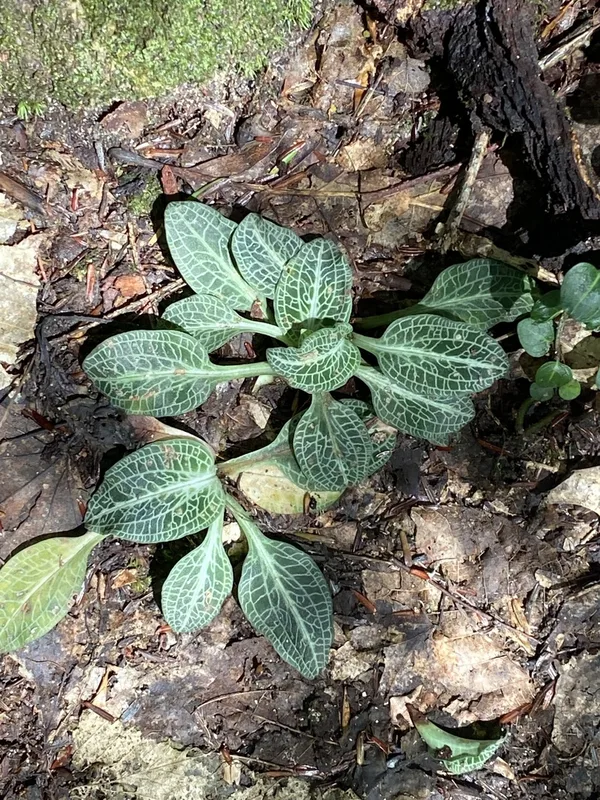 downy rattlesnake plantain