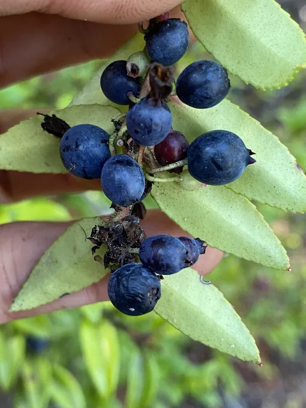 Evergreen Huckleberry