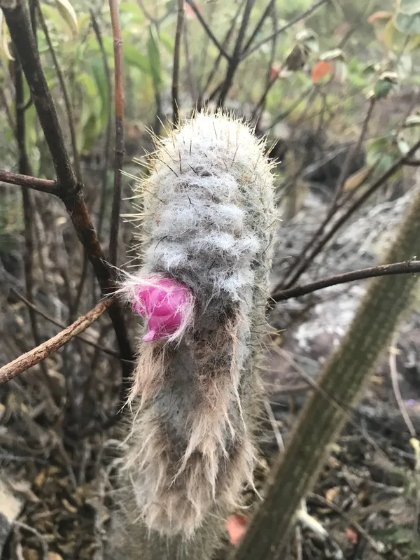 Micranthocereus purpureus