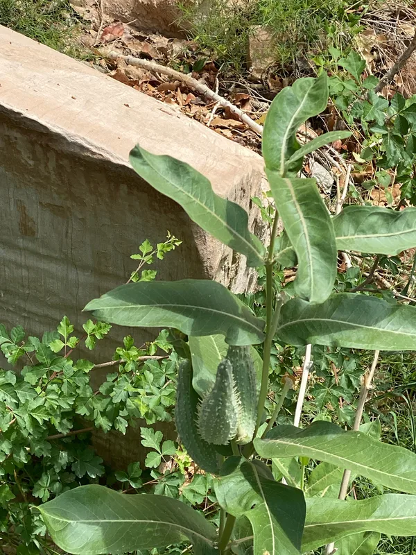 showy milkweed