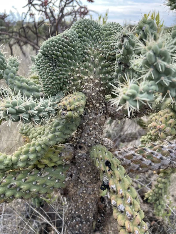 Chain-fruit Cholla