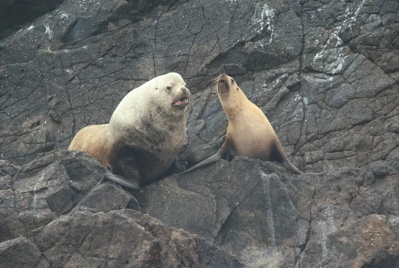 Steller Sea Lion