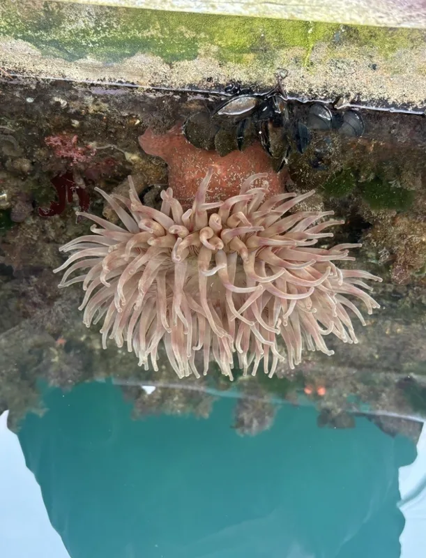 Painted Anemone