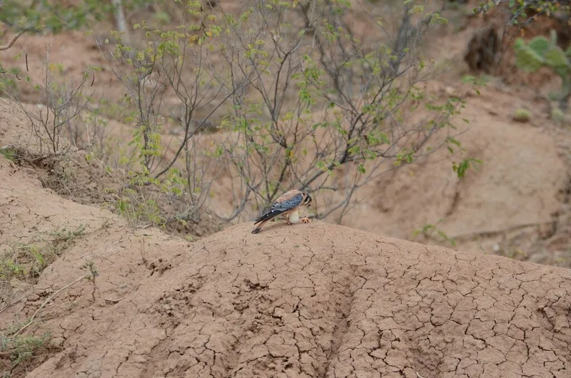 American Kestrel