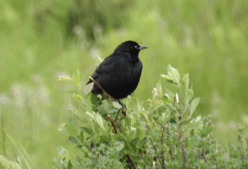 Brewer's Blackbird