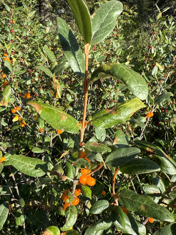Canadian buffalo-berry