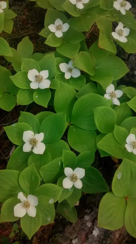 Canadian bunchberry