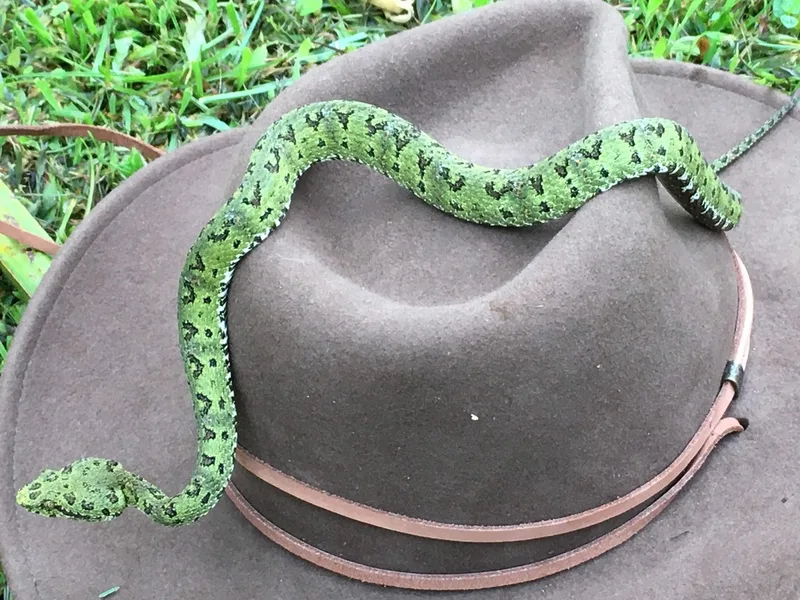 Central American Eyelash-Viper