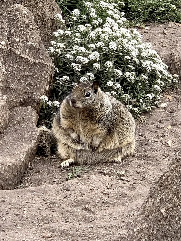 California Ground Squirrel