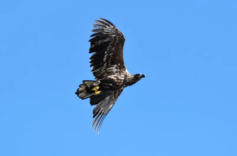 White-tailed Eagle
