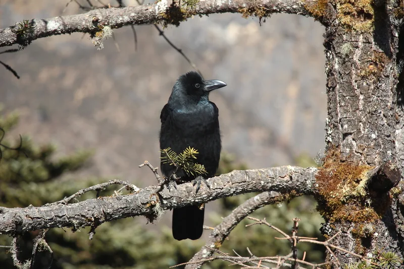 Large-billed Crow